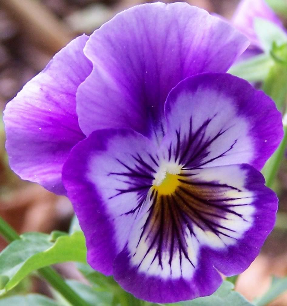 pansy.jpg